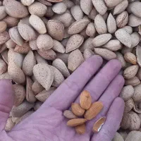 بادام درختی