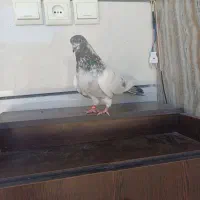 پرنده