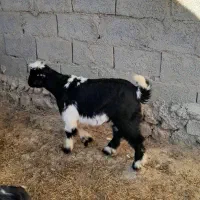 بز  بزقاله. شکم اول بزقاله نر هستش ۱۲تومن