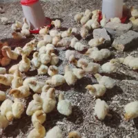 جوجه بوقلمون بیوتی ۶ اصل