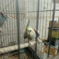 عروس هلندی
