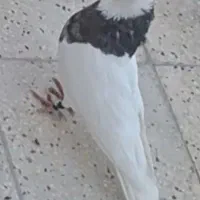 طوقی سرور نر