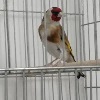 سره قرص