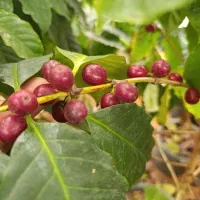 فروش نهال قهوه عربیکا و گیاهان استوایی