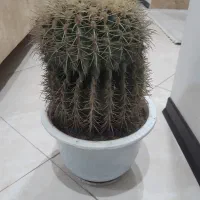 کاکتوس اچینو فروش بخاطر نداشتن جا