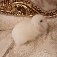 خرگوش لوپ تمیز و دستی و سرحال و بانمک