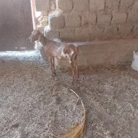 بز ماده
