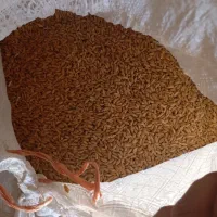 گندم رقم باران مناسب بذر