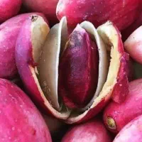 مشاوره تخصصی کاشت و برداشت پسته افزایش عملکرد باغ|خدمات باغبانی و درختکاری|قم, زنبیل آباد|دیوار