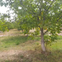 ۱۰۰۰ متر باغ دارای سند برِ جاده اصلی تنگه واشی|فروش زمین و ملک کلنگی|فیروزکوه, |دیوار