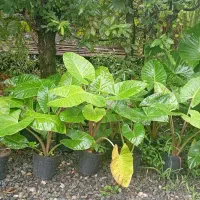 فروش بابا آدم|گل و گیاه طبیعی|رحیم‌آباد, |دیوار