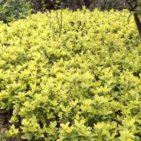 فروش گل شمشاد طلائی