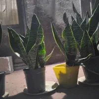 گلهای آپارتمانی|گل و گیاه طبیعی|رشت, لاکان|دیوار