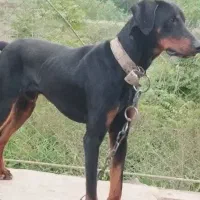 سگ دوبرمن اصیل نگهبان باغ ویلاماسال