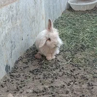 خرگوش مولد لپی هلندی اصل|موش و خرگوش|رفسنجان, |دیوار