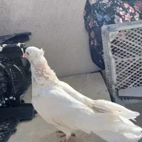 کبوتر ماده|پرنده|شاهین‌شهر, نسیم ۵|دیوار