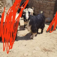 بهده جلو رو|حیوانات مزرعه|اندیکا, |دیوار