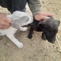 واگذاری توله سگ دو ماهه