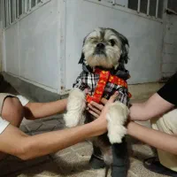 واگذاری رایگان شیتزو حرف گوش کن|سگ|پارسآباد, |دیوار