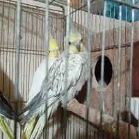 جفت عروس لوتینو گلباقالی مولد|پرنده|میاندوآب, |دیوار