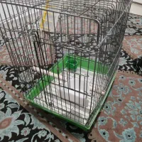 قفس پرنده