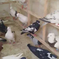 کفتر بوم پرشی