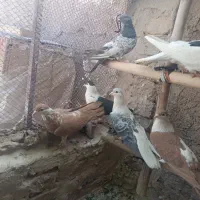 ۷عددکفتررنگی فروشی،افقانی،پاکستانی|پرنده|قرچک, قشلاق جیتو|دیوار