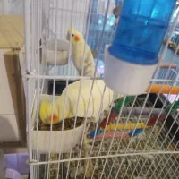 عروس هلندی نروماده باتمام لوازم|پرنده|تربتحیدریه, رجایی|دیوار