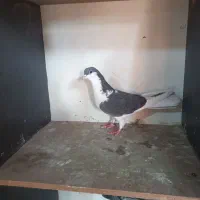 کبوتر|پرنده|قم, کاسه گران|دیوار