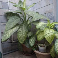 گل دیفن و فیکوس گلای دیگه سرحال