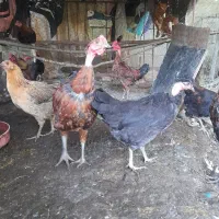 مرغ و خروس اصیل کرچ شو و ذاتدار جوان