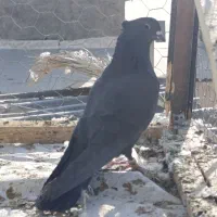 دوعدد نرغلاغ سیاه پشت دملول|پرنده|برخوار, |دیوار