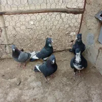 چهارتا نر پلنگ با ی نر سیا رسمی