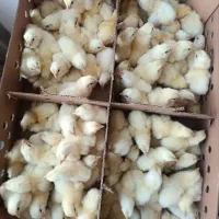 جوحه گوشتی دونه 65