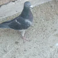 کفتر هوایی زرنگ|پرنده|شیراز, فاضل|دیوار