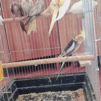 پرنده