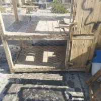 قفس کبوتر تاشو|لوازم جانبی حیوانات|بروجن, |دیوار