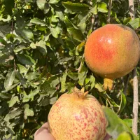 فروش رب انار محلی بصورت عمده|خوردنی و آشامیدنی|رودبار, |دیوار