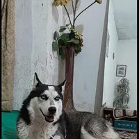 هاسکی