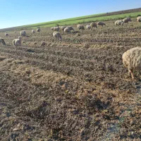 فروش 130 راس گوسفند دامازدخ|حیوانات مزرعه|پارسآباد, |دیوار