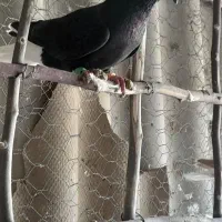 دمسفید پرشی|پرنده|جوین, |دیوار