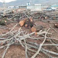 خریدوفروش چوب بابالاترین قیمت وتسویه آنی|خدمات باغبانی و درختکاری|الشتر, |دیوار