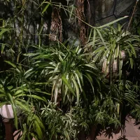 گلدان های گندمی