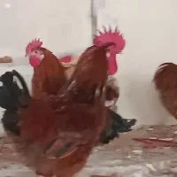 خروس محلی