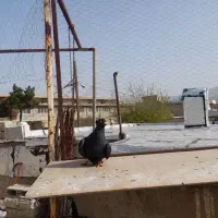 سیاه چیش چنگ سفید نر