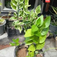 پازل   کاکتوس ۲۰هزار و گل