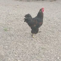 خروس برهما