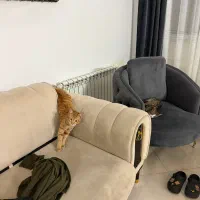 واگذاری گربه dsh