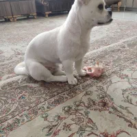 میکس مالتیز 7ماه نر