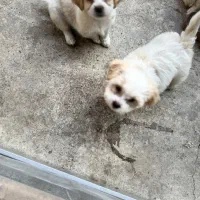 فروش توله دوماه شیتزو